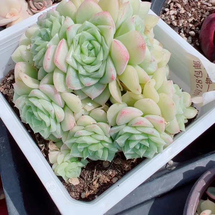 53白天鹅多肉植物