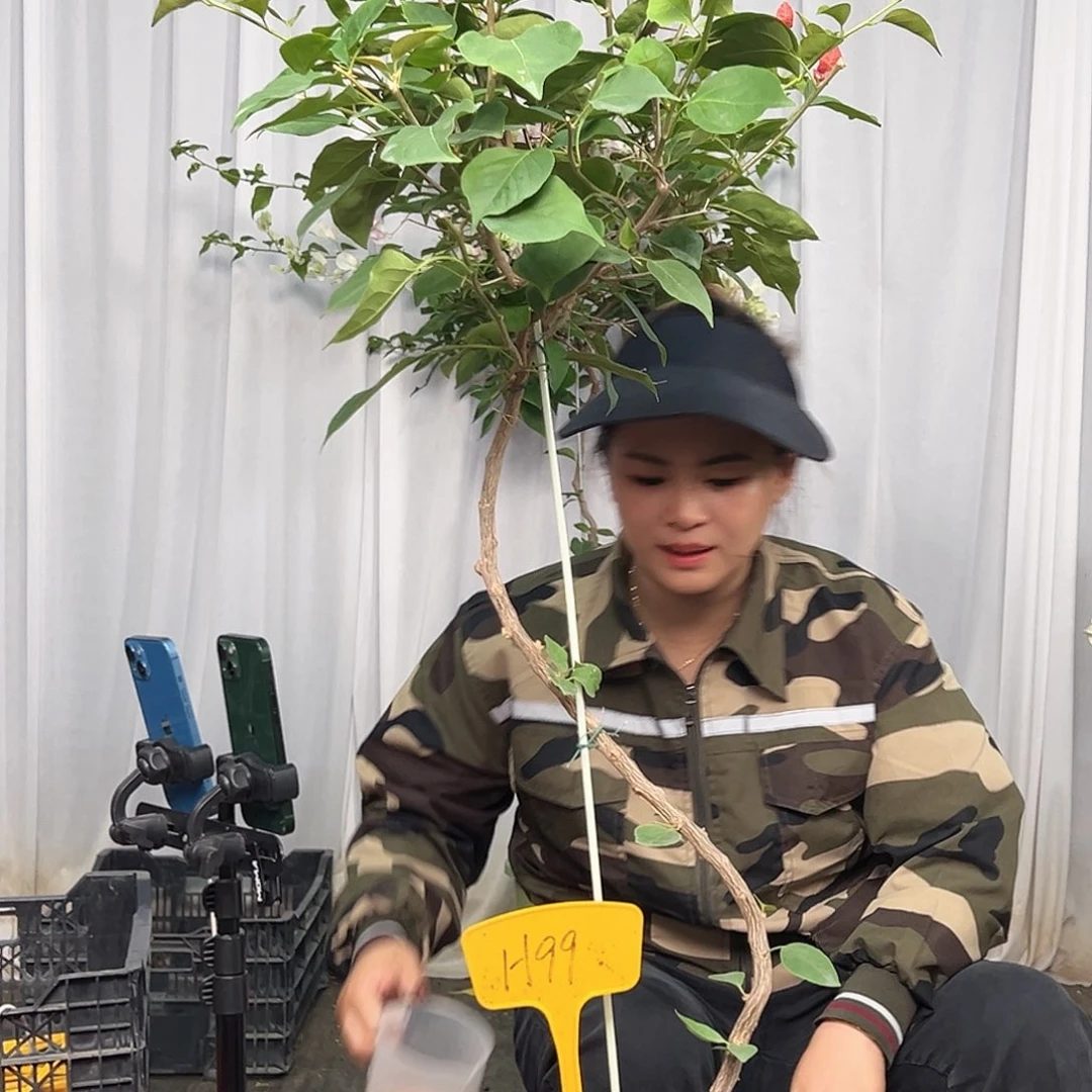 听***雨当前无花栽培后可以开花H99不甜