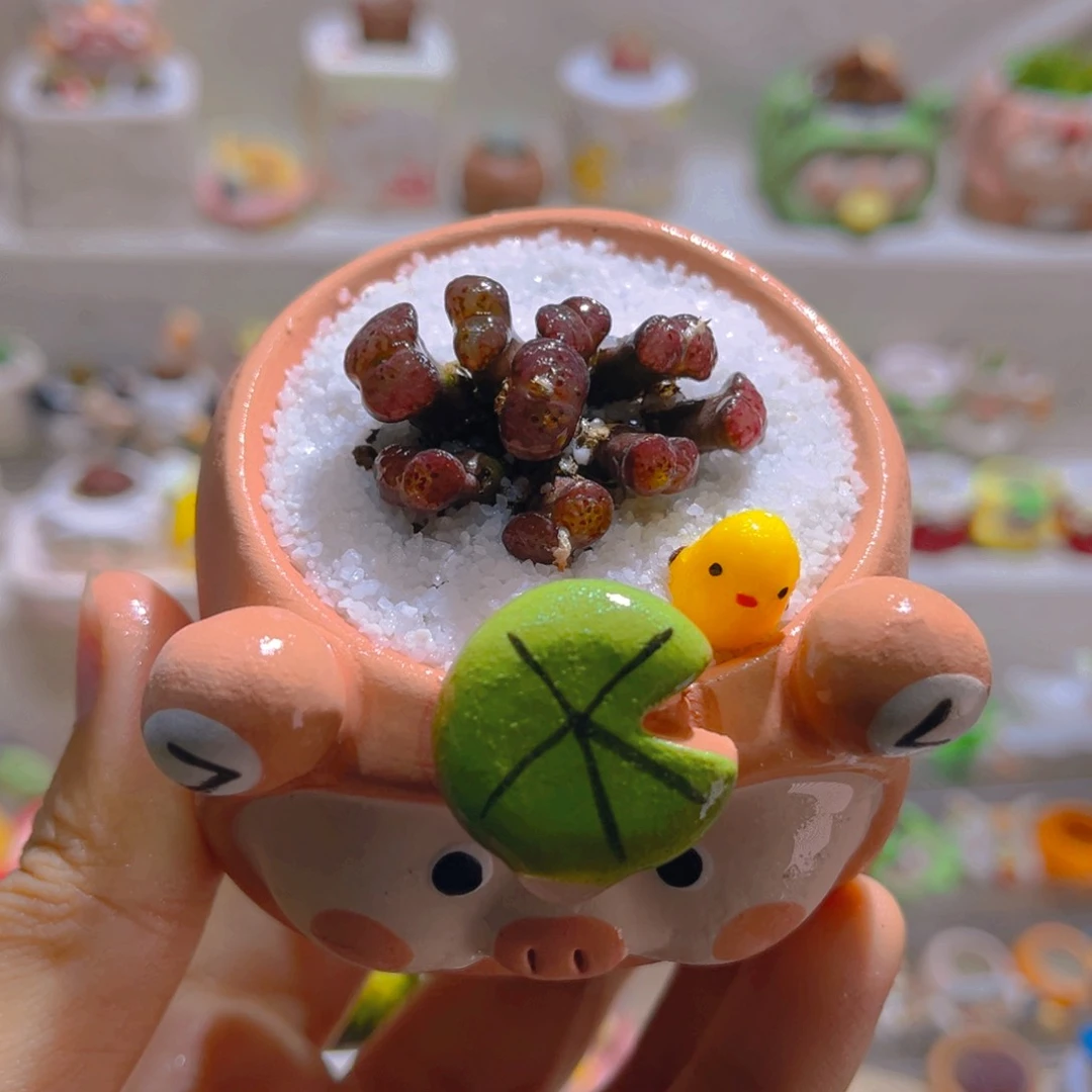 014熊猫勋章九头群生带盆土一套108