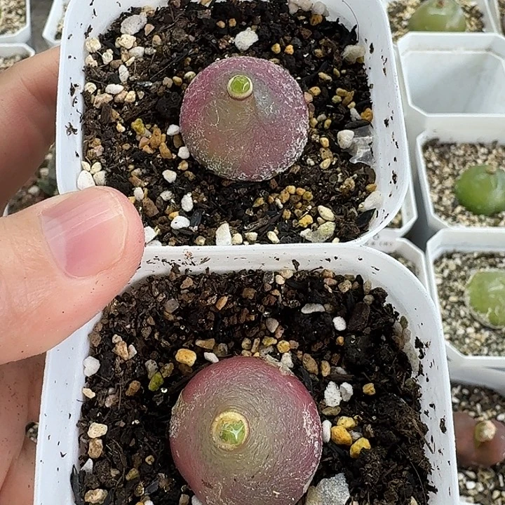 老马生石花2.6灯泡1055