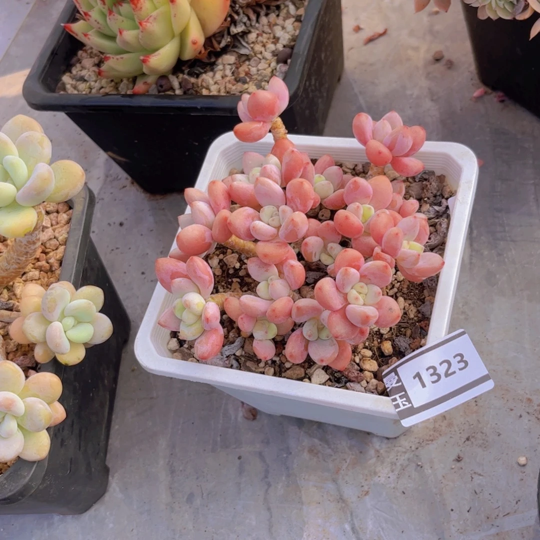 红洛神多肉植物1323