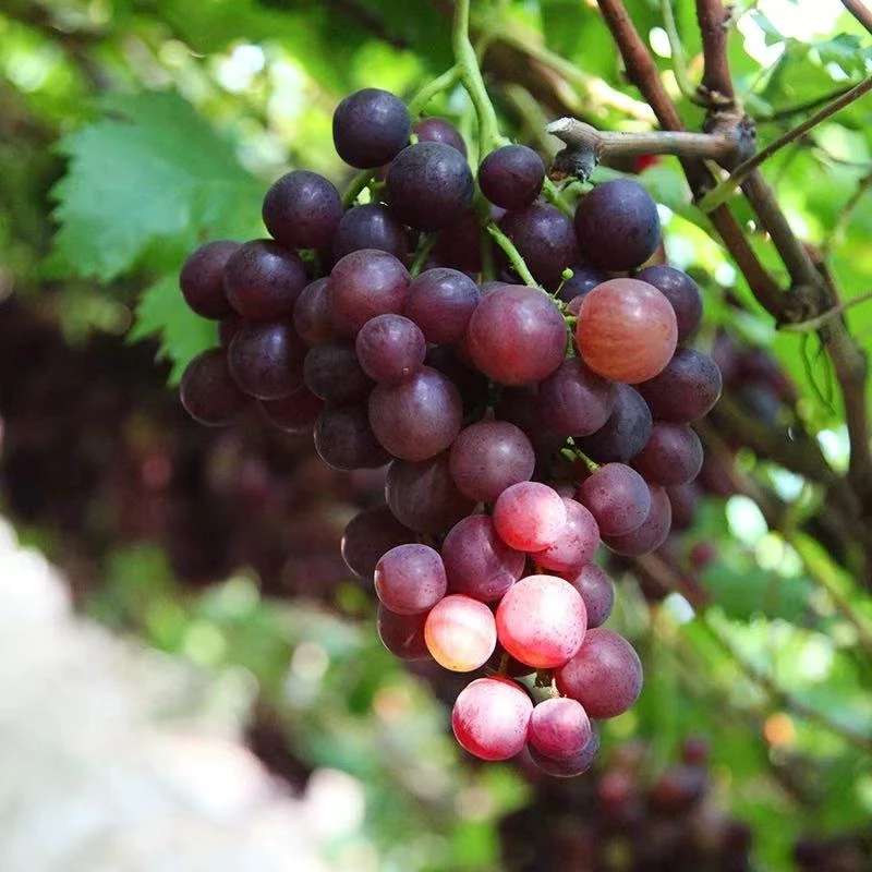 大泽山红玫瑰葡萄新鲜采摘饱满多汁当季水果