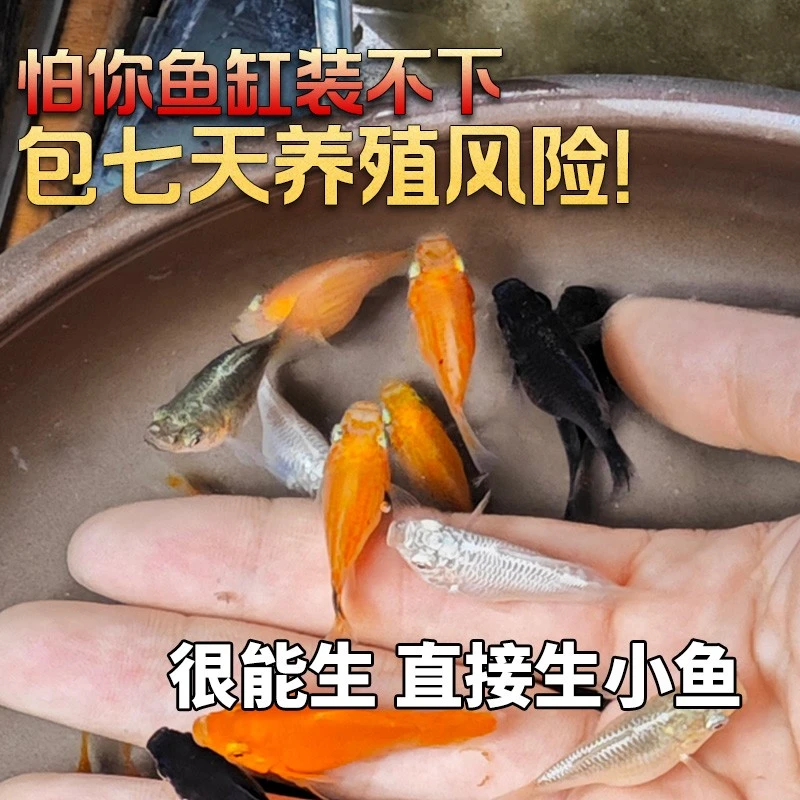 包活7天除油膜玛丽球皮球观赏鱼胎生鱼繁殖免孵化小型鱼观赏鱼