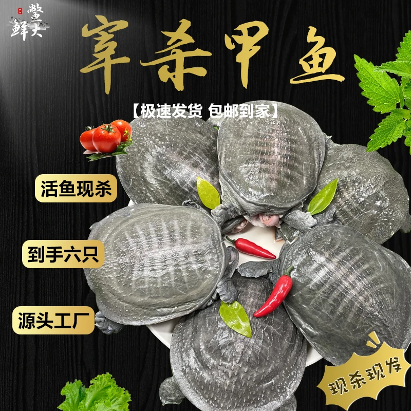 【6只装】鲜活现杀甲鱼去皮新鲜放养生态鳖王八肉真空冷链运输包邮