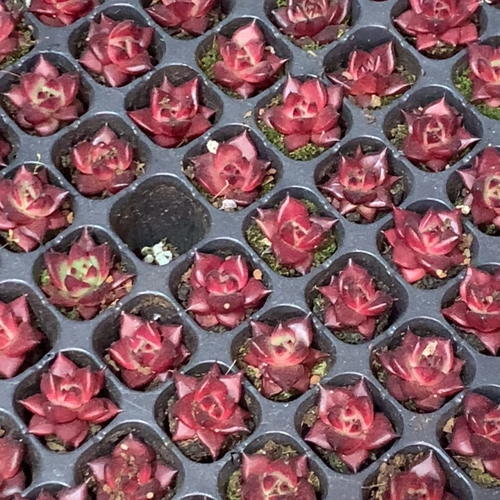 罗宾10颗 （满9.99包邮不满9.99发叶子）