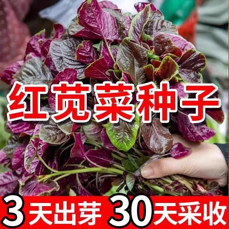 【满5件包邮】红苋菜种子庭院种菜阳台盆栽蔬菜籽红米苋四季播种