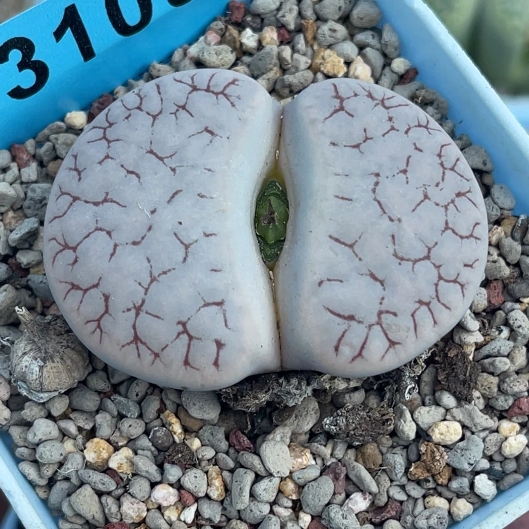 3109母本373一颗4.6