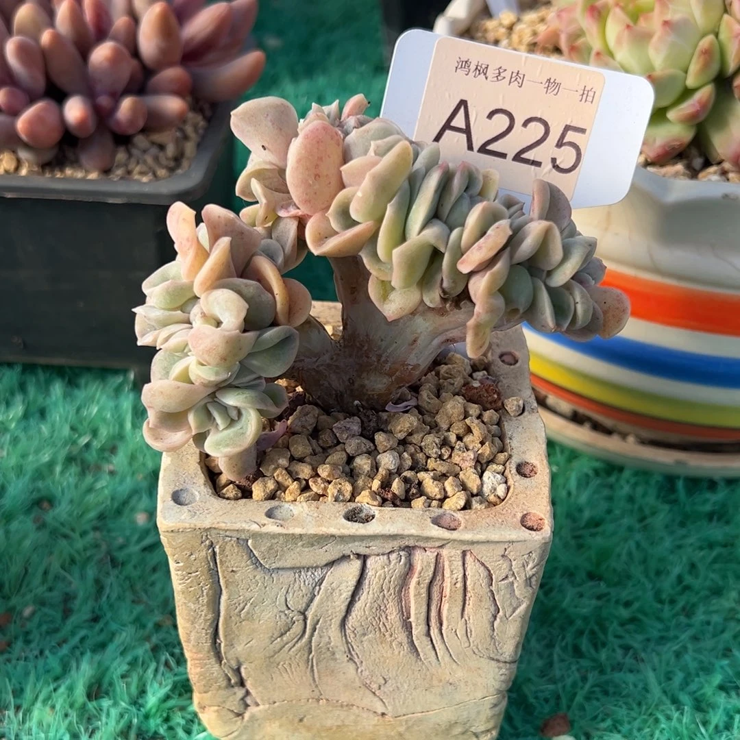 无花朵225，，，，，，，，，，，