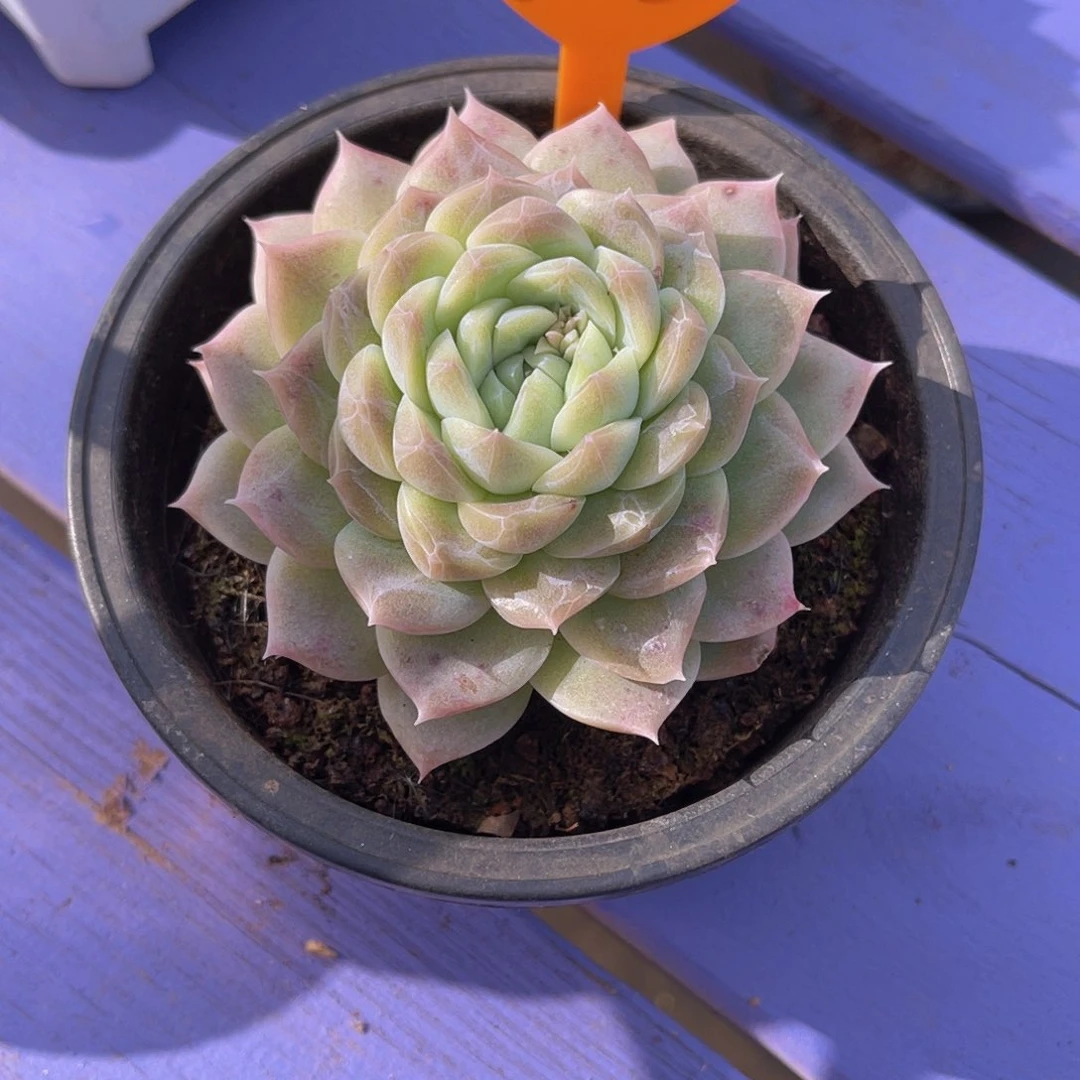 可*905号多肉植物一物一拍