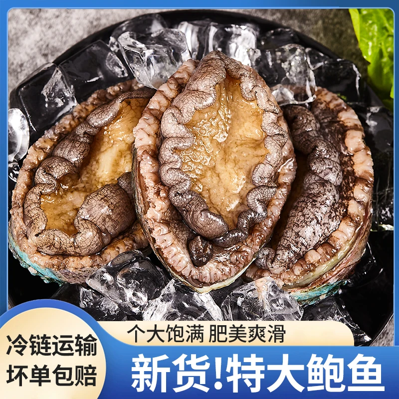 6-8头规格鲍鱼7CM左右到手18+2只共20只海鲜水产活鲍捕捞速冻