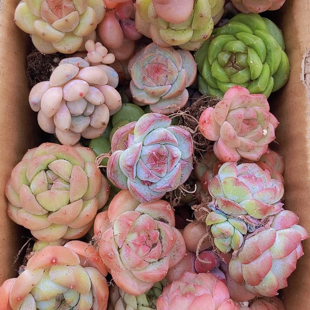 000000000001量拍保底20颗