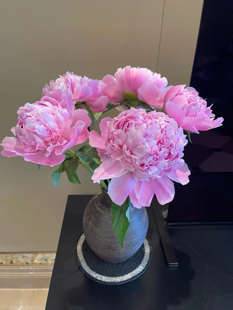 进口【红富士＋蓝富士】芍药花 红色母亲节佳品选择  大花重瓣