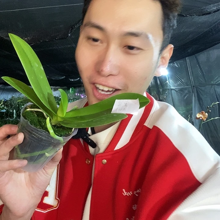 无花朵蓝星蝴蝶兰