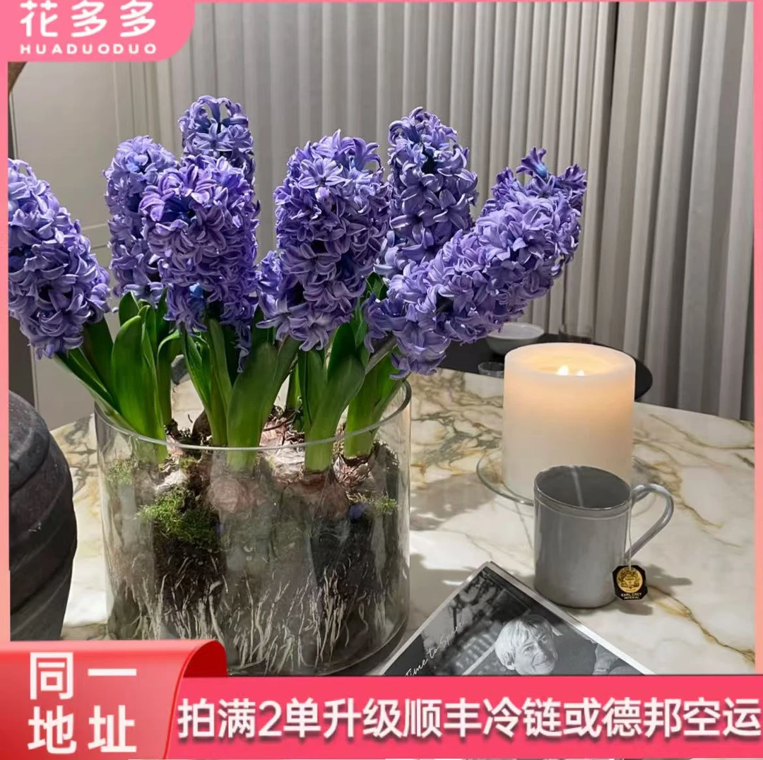 【风信子】蓝色1个  同一地址拍满2单升级顺丰冷链