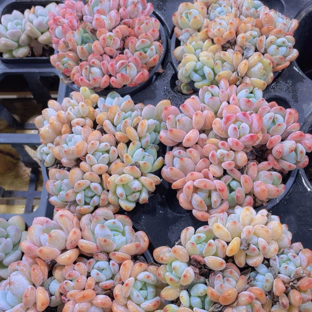 617号 丸叶老桩胖冷香组合一盆