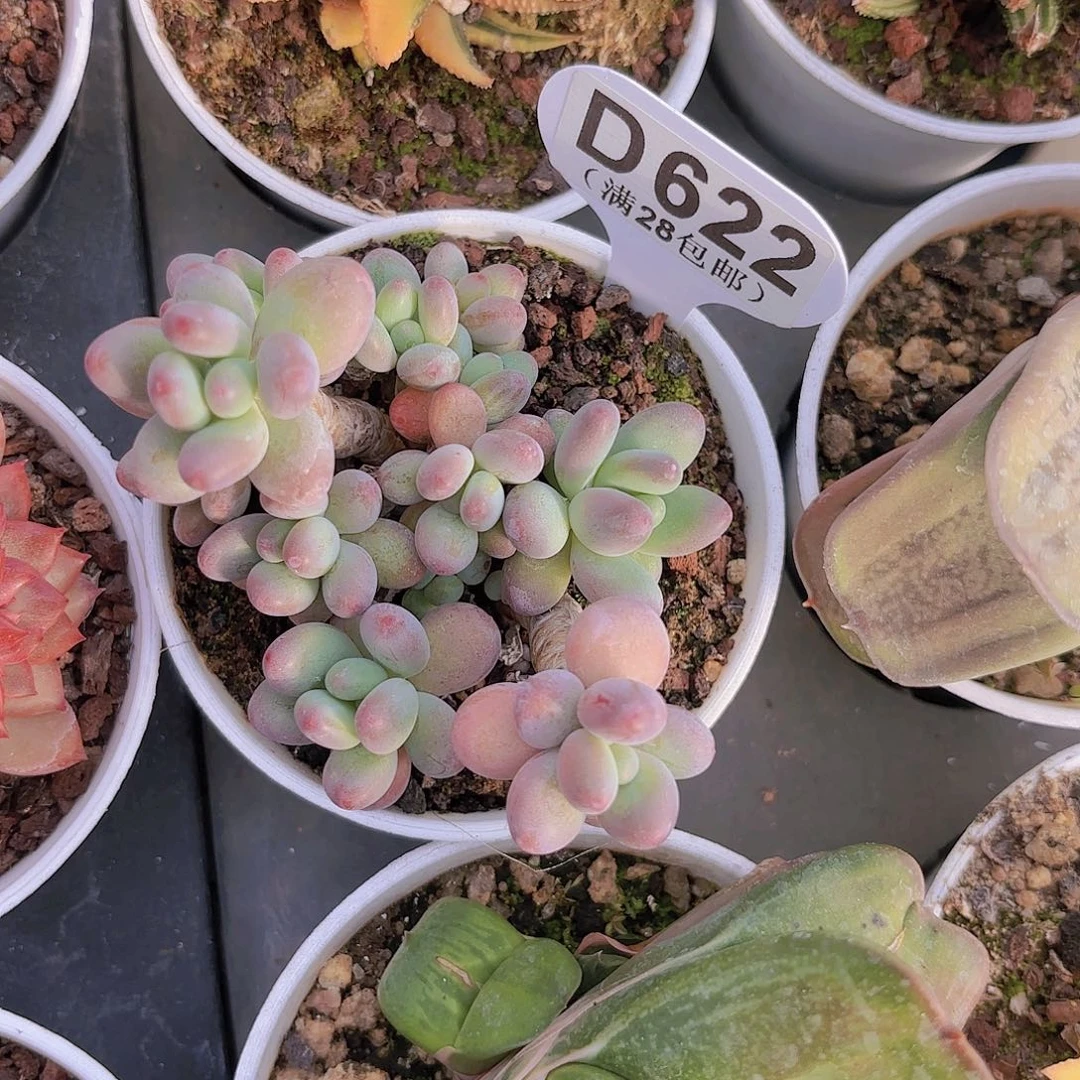 D622苹果奶一物一拍