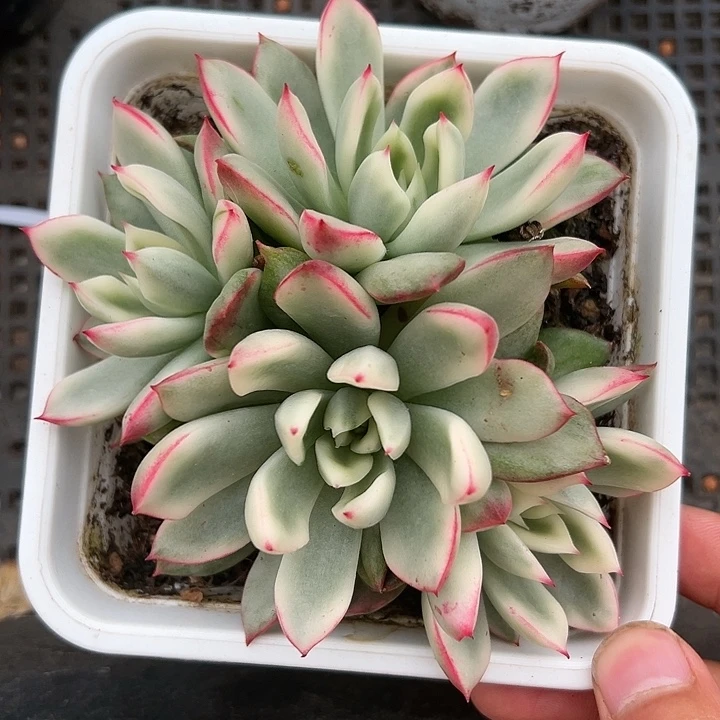 东云锦多肉植物白白