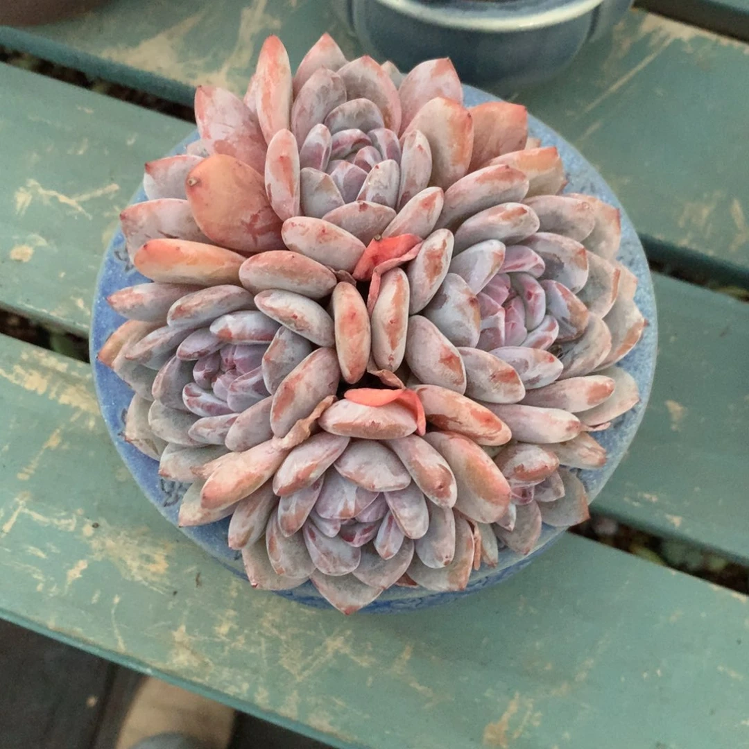 七头石榴籽花花花花