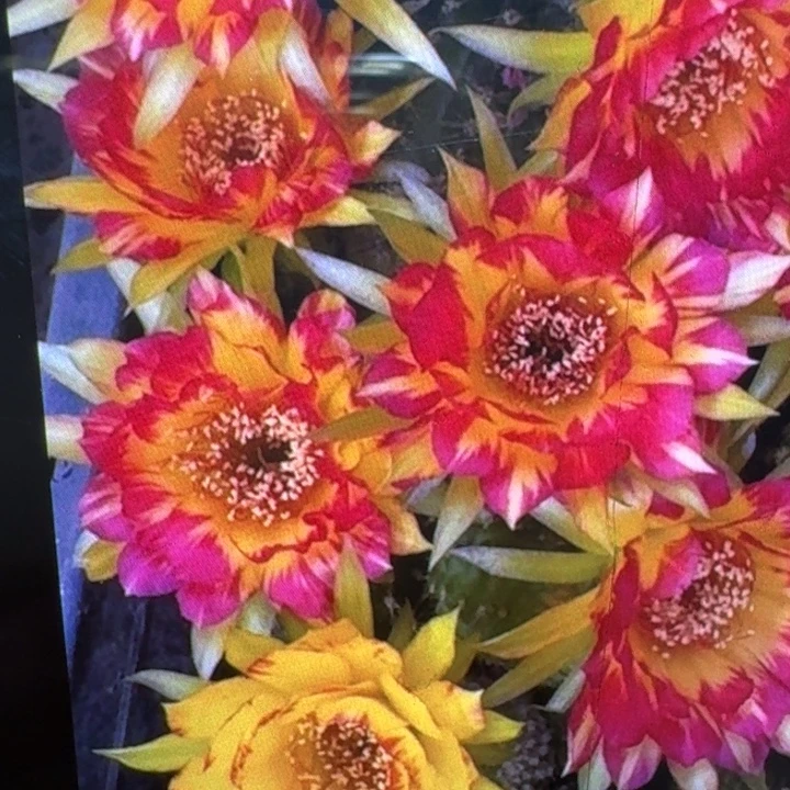 278丽花98歪3公分左右无根侧牙，20包邮