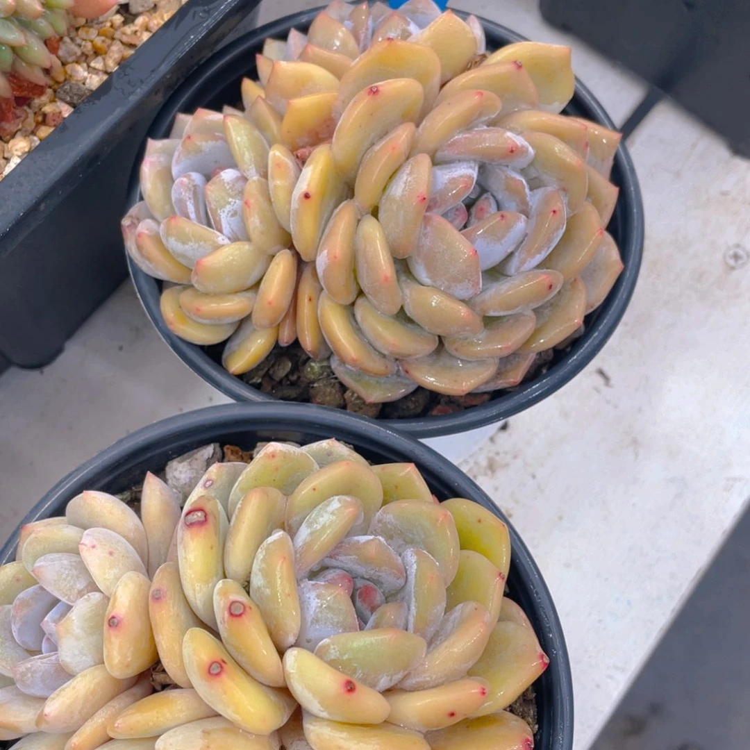 0619-4-黄皮梦露大群生一颗