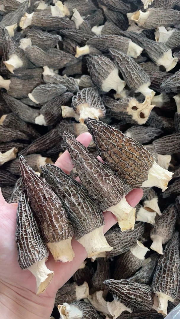 自产自销 头茬深晒3 - 7公分羊肚菌干货