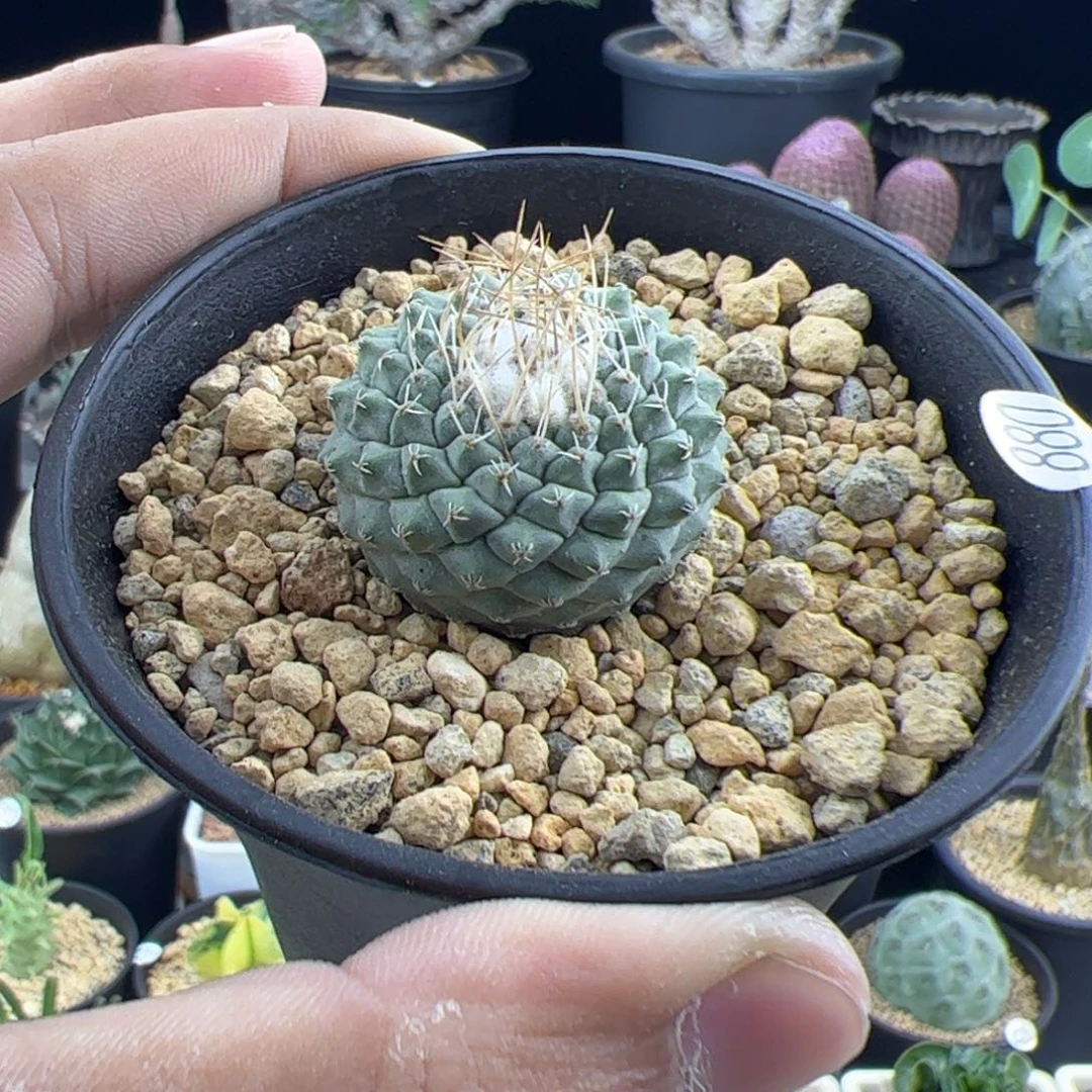 菊水实生3一物一拍