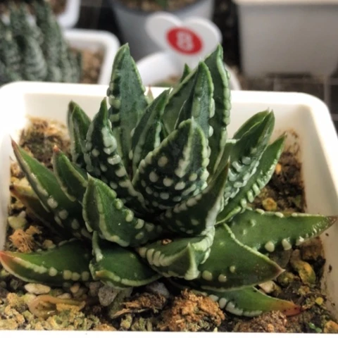 达摩泪珠带盆发货哈哈