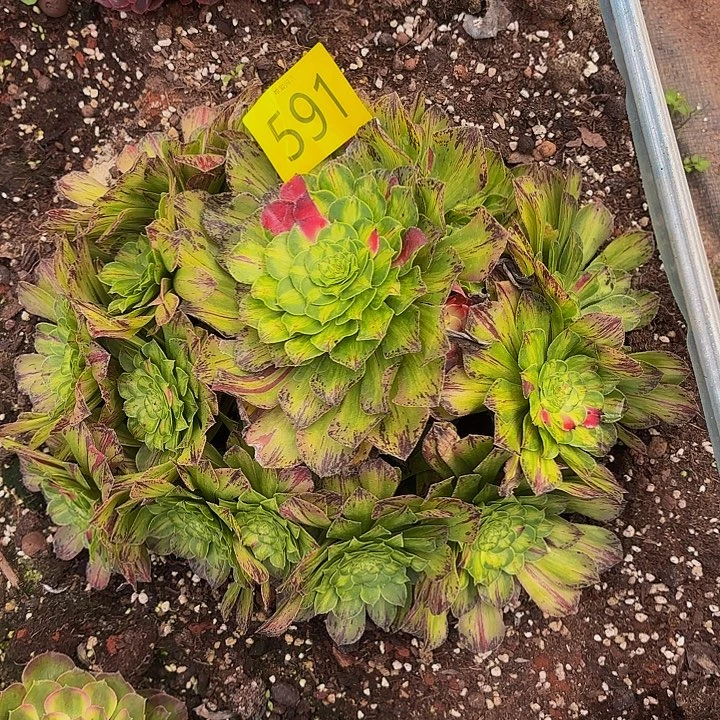 多肉植物福利来591个