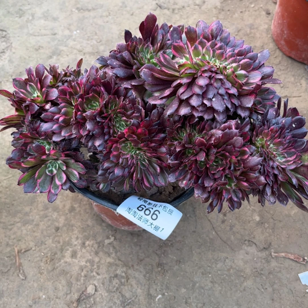 666黑金刚缀化多肉植物法师