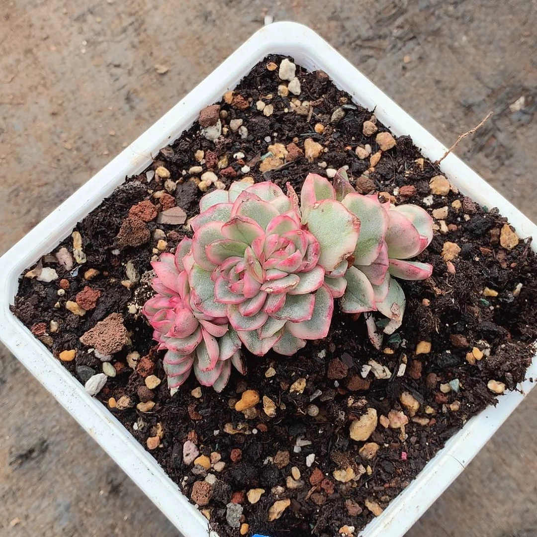 428锦 一物一拍多肉