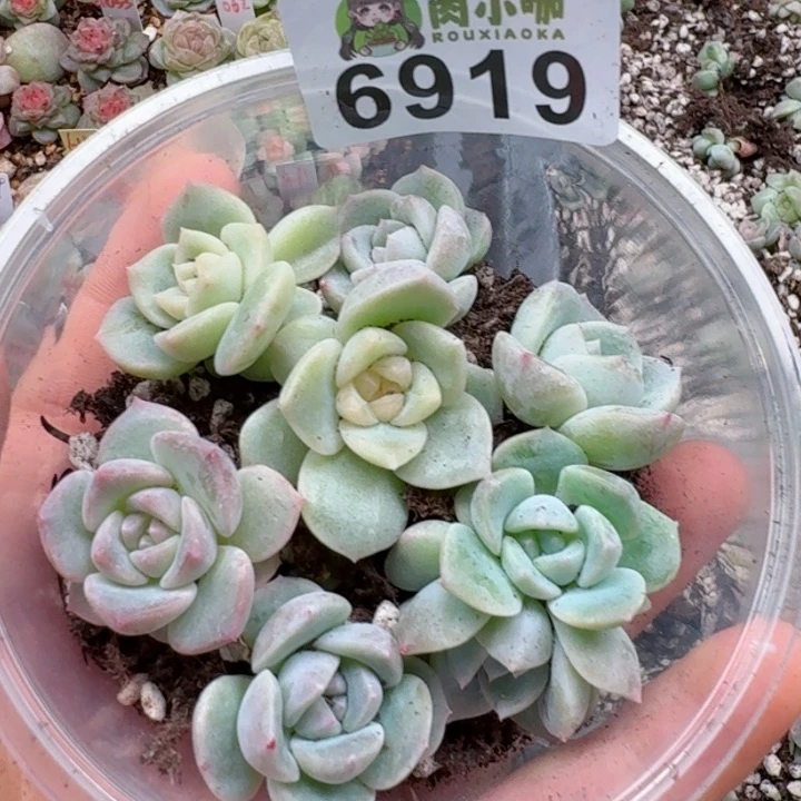 多肉植物多肉植物