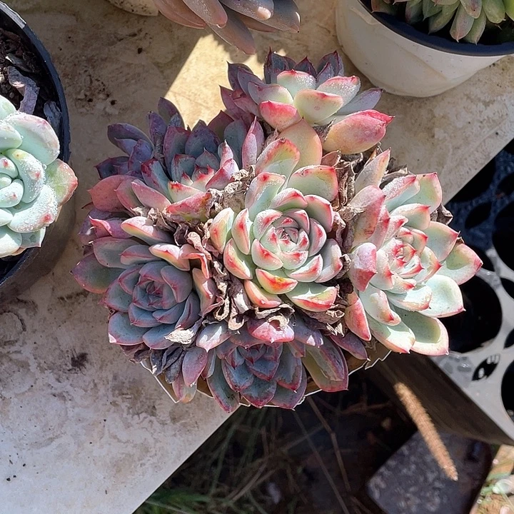 用***杨荷花多肉植物群生