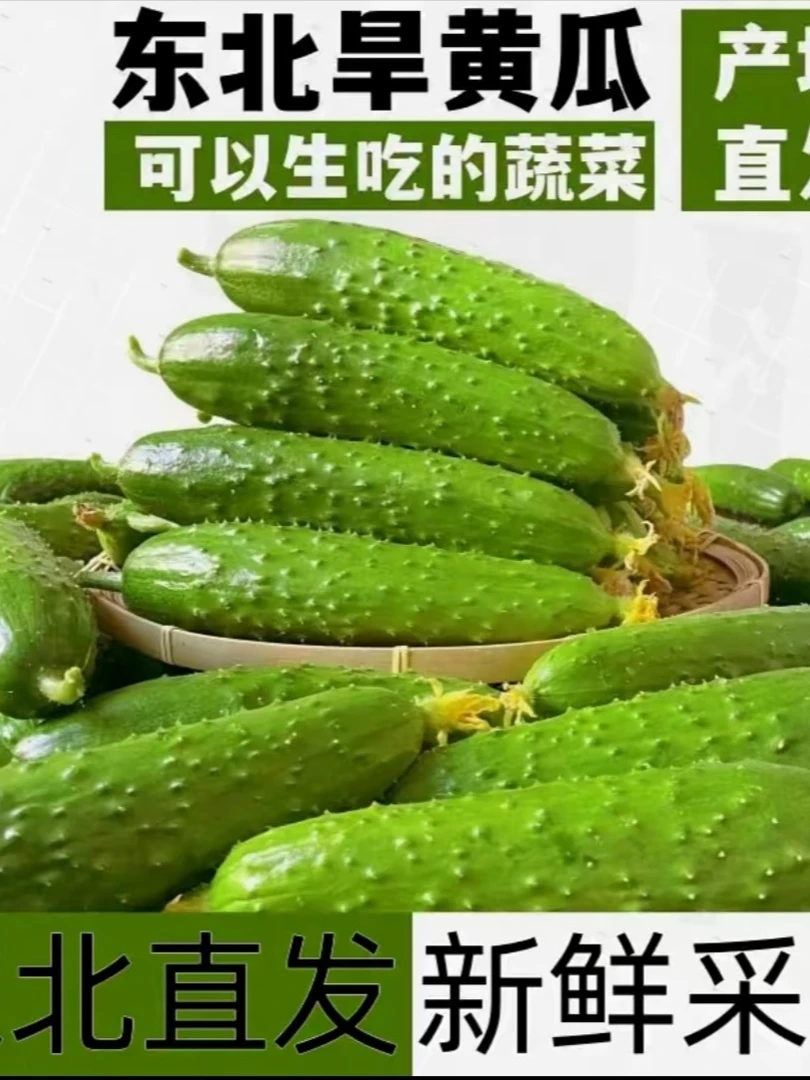 东北小旱黄瓜精选生鲜现摘清甜脆嫩多汁美味