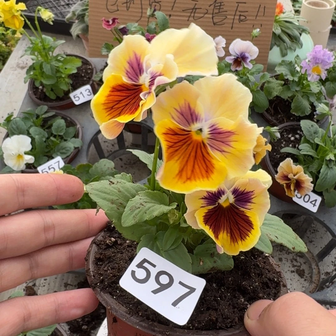 大部分花苞少量开放597