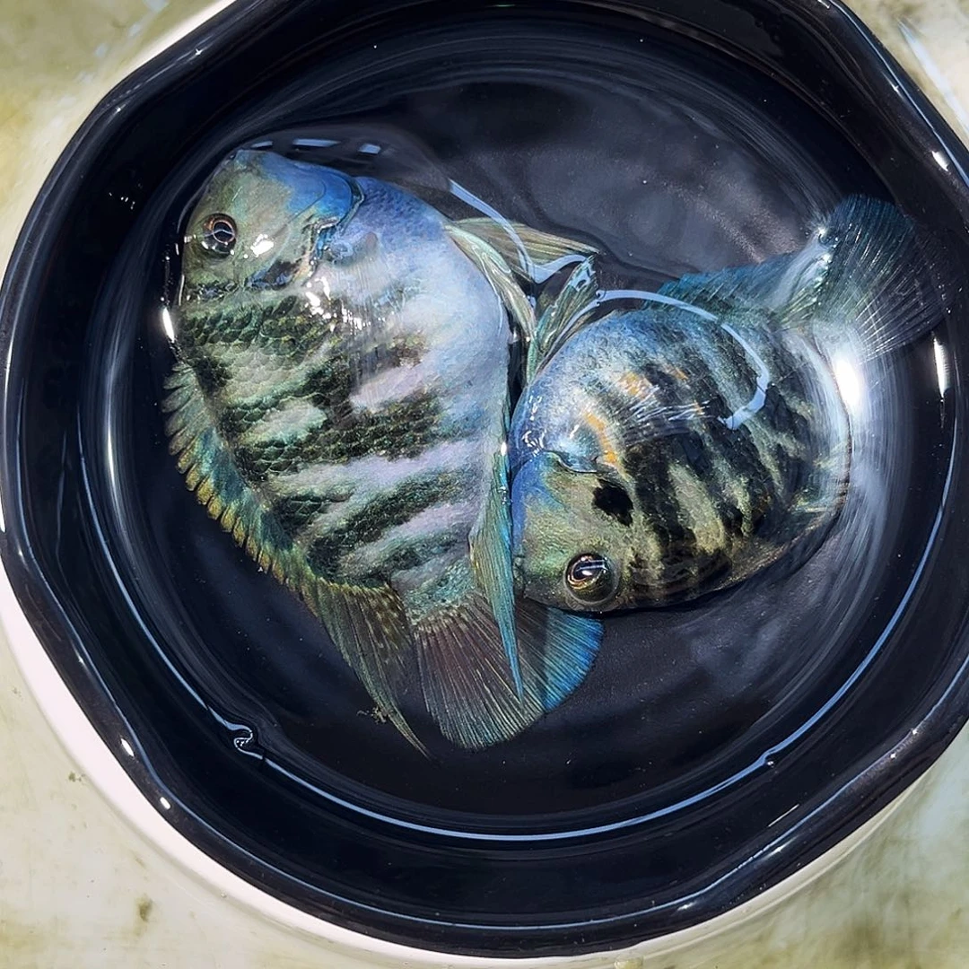 短鲷鱼53宝蓝一对