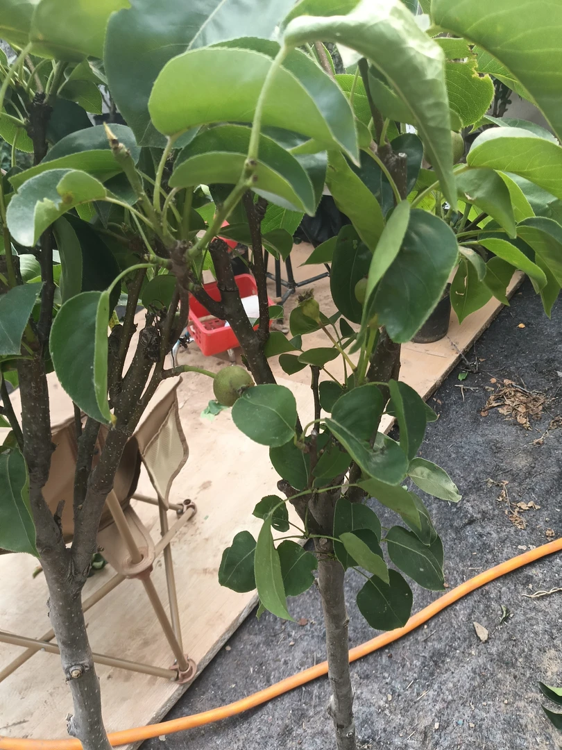 带花苞秋月梨原盆原土发货南北方庭院栽种