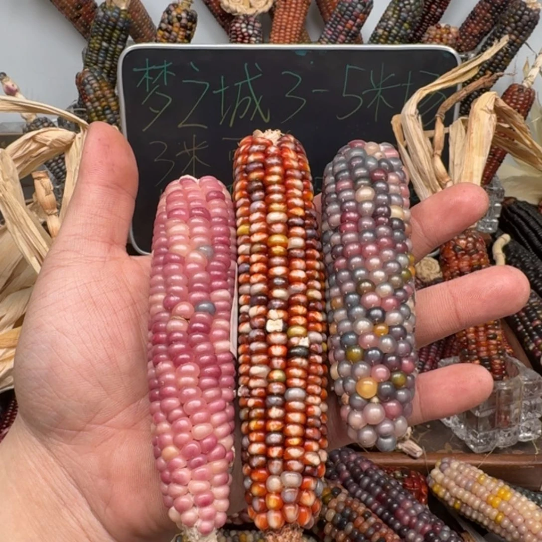 柏香籽/百香籽吊坠古*