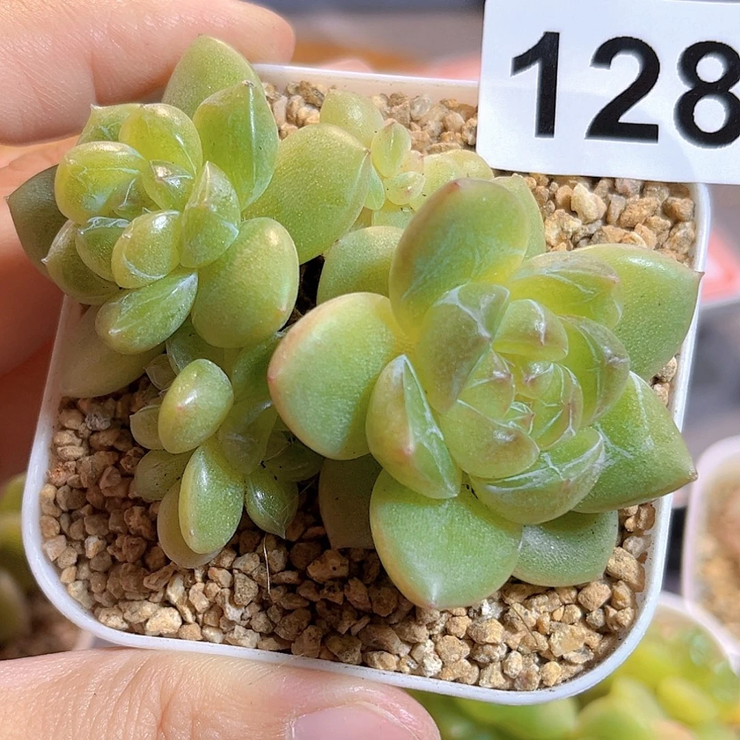 小***丫128一物一拍 翡翠眼泪 不包整