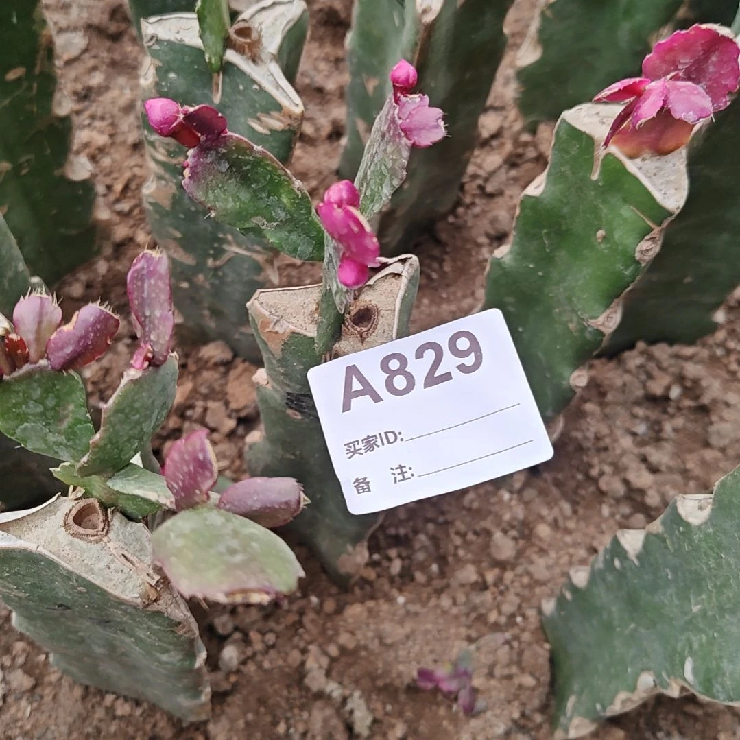 红桑巴脱土易掉苞芽829