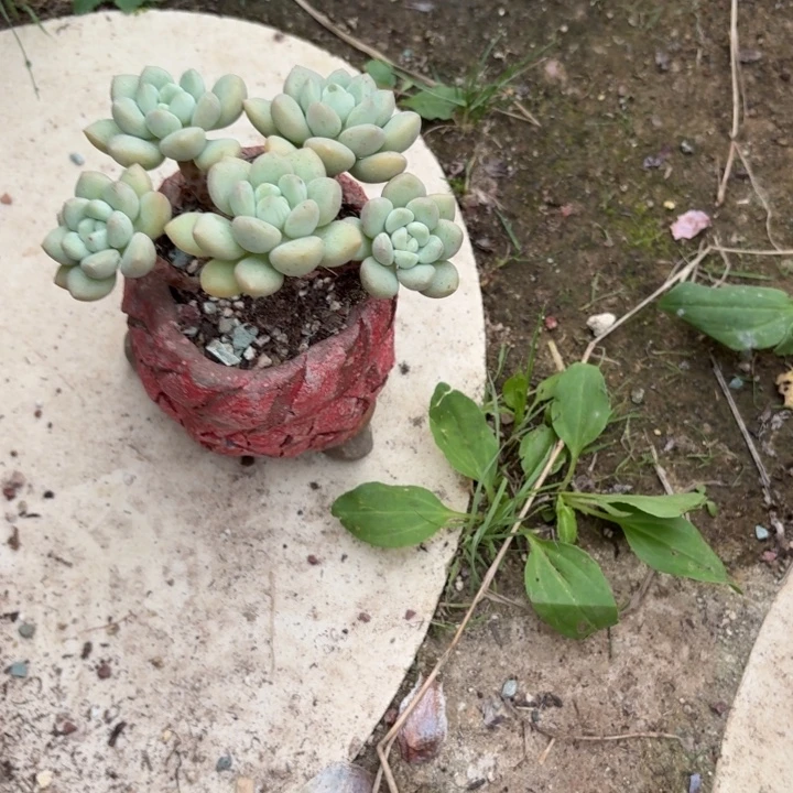 泡泡糖带盆多肉植物