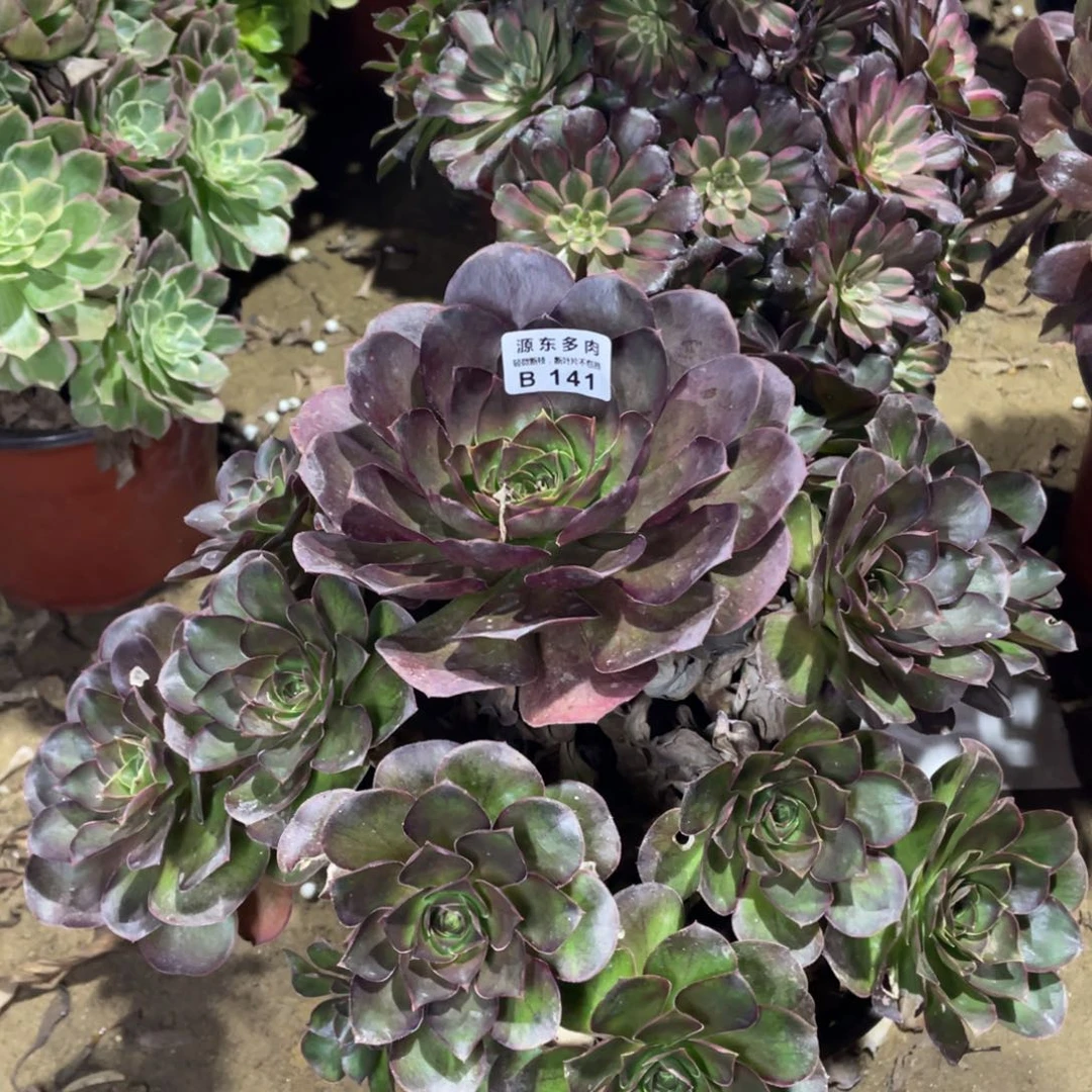 141魅金玫瑰多肉法师断枝不包