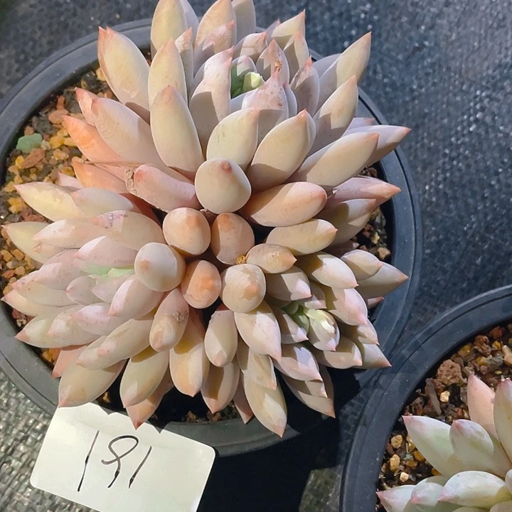 萍**蓬谢谢你的支持000000191