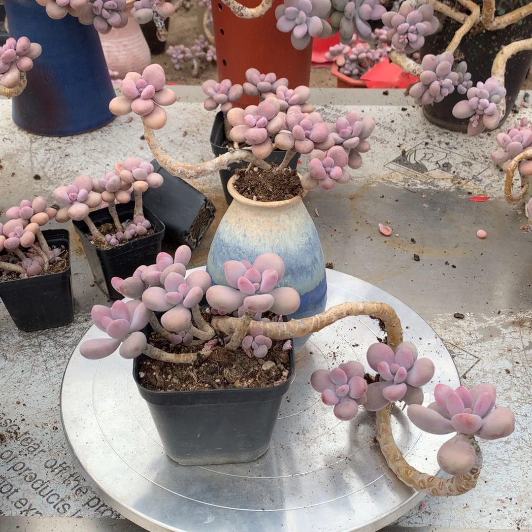 桃蛋老桩不带盆两颗14号