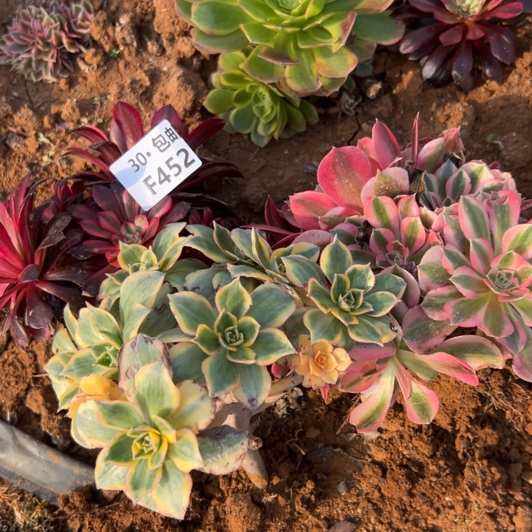 3颗组合多肉法师