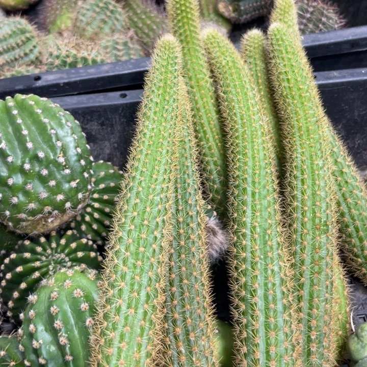 红蜻蜓新品金妞侧芽十五公分