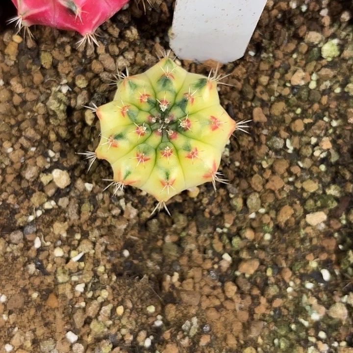 60-0530泰国发货多肉