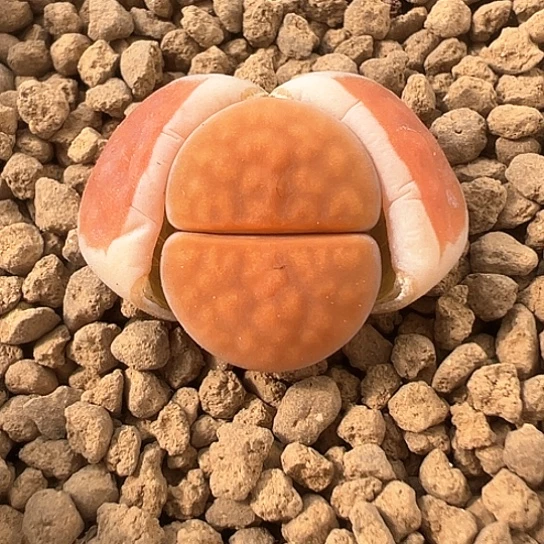 2349.冰橙福利111111111111生石花