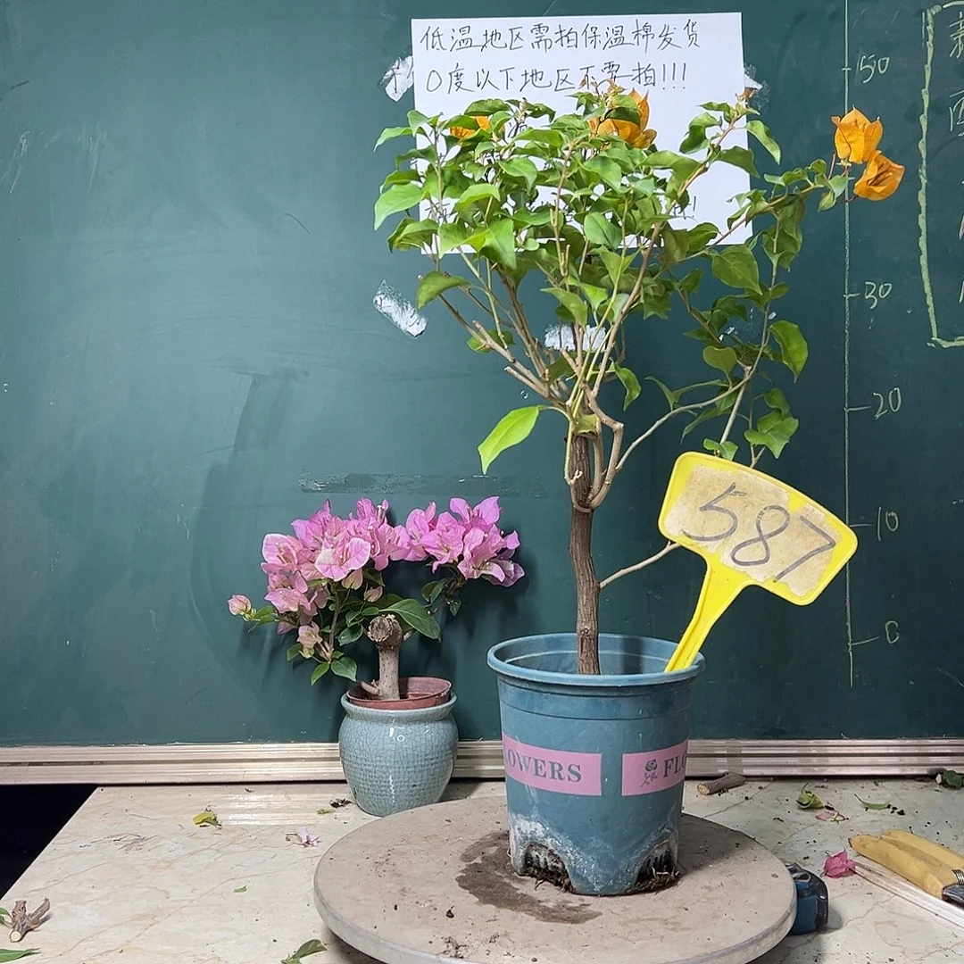 完全开放暗斑金雀587