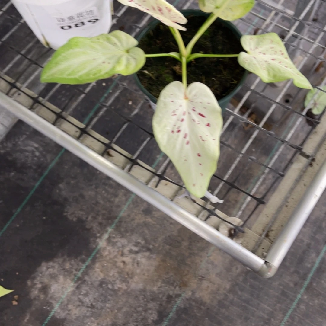 小****无花朵           089.088仙洞眯豆子不包售后