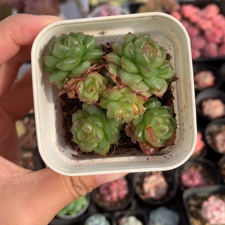 精控灯泡珍妮多肉